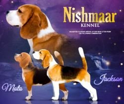 DogsIndia.com - Beagle - Nishmaar's - Nishanth Kumar