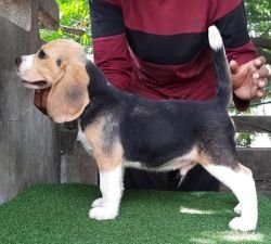 DogsIndia.com - Beagle - Nishmaar's - Nishanth Kumar