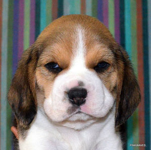 Beagle Puppy DogsIndia