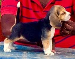 DogsIndia.com - Beagle - Dayspring Kennel - Prasanna Manohar