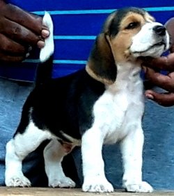 DogsIndia.com - Beagle - Dayspring Kennel - Prasanna Manohar