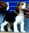DogsIndia.com - Beagle - Dayspring Kennel - Prasanna Manohar