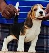 DogsIndia.com - Beagle - Dayspring Kennel - Prasanna Manohar