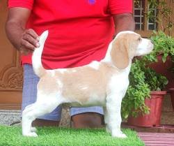 DogsIndia.com - Beagle - Dayspring Kennel - Prasanna Manohar