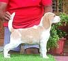 DogsIndia.com - Beagle - Dayspring Kennel - Prasanna Manohar