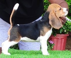 DogsIndia.com - Beagle - Dayspring Kennel - Prasanna Manohar