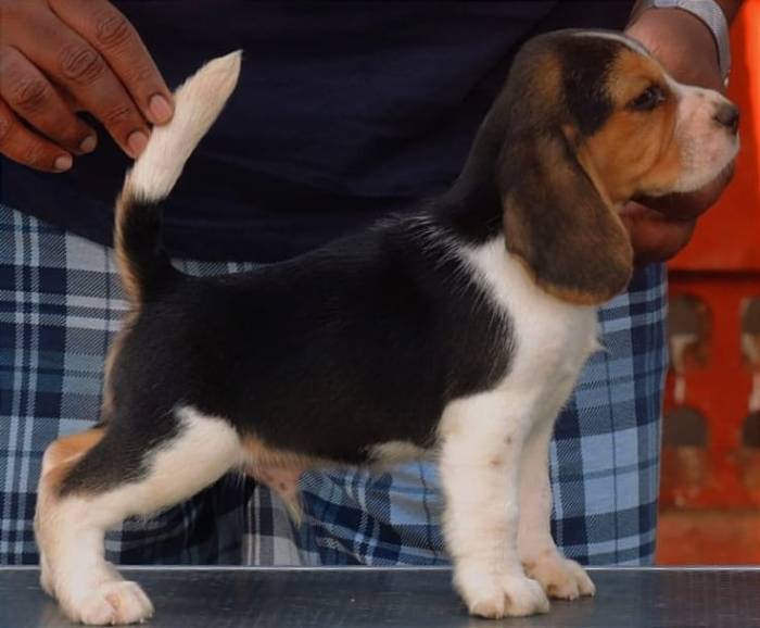 DogsIndia.com - Beagle - Dayspring Kennel - Prasanna Manohar