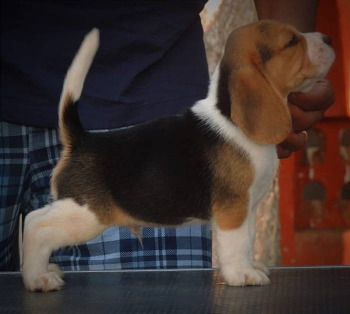 DogsIndia.com - Beagle - Dayspring Kennel - Prasanna Manohar