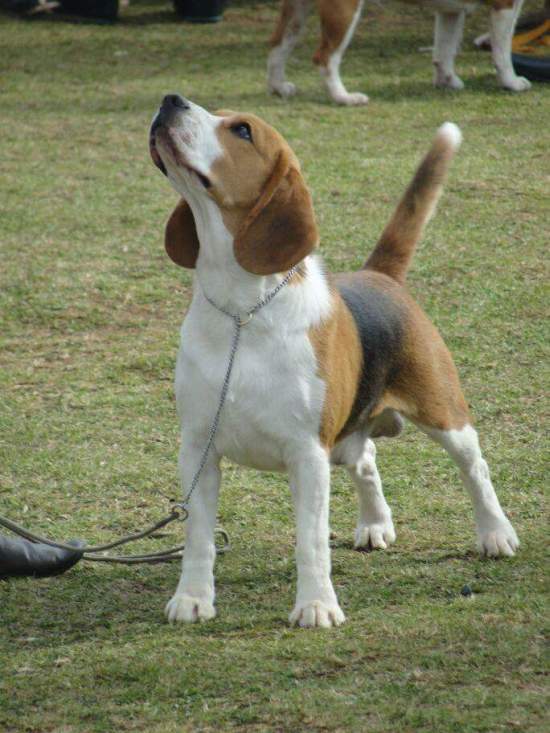DogsIndia.com - Beagle - Praveen