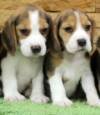 DogsIndia.com - Beagle - Praveen