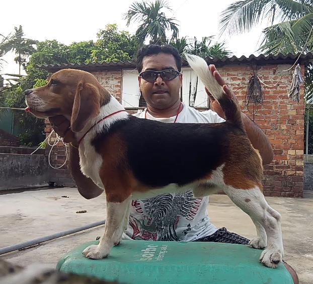 DogsIndia.com - Beagle Grown-Up - Dr. Ravi