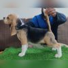 DogsIndia.com - Bealge - Renjith Krishnan