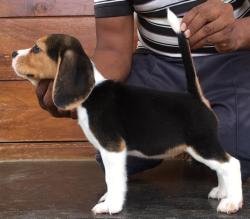 DogsIndia.com - Beagle - Sanrams