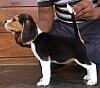 DogsIndia.com - Beagle - Sanrams