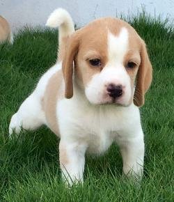 DogsIndia.com - Beagle - Sanram's Kennel