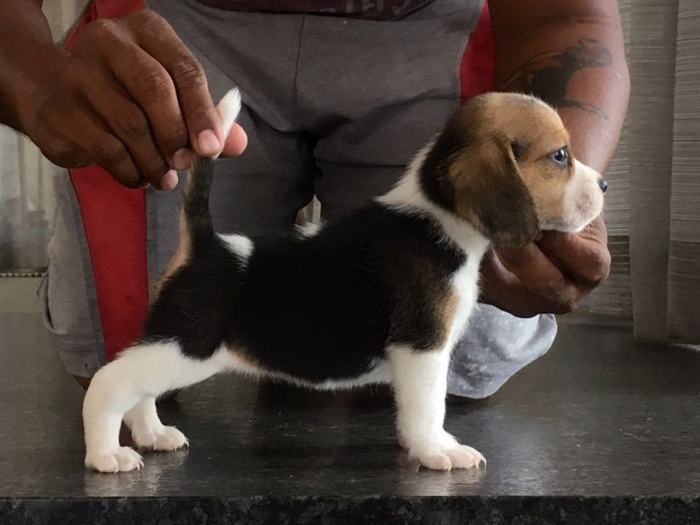 DogsIndia.com - Beagle - Sanram's Kennel