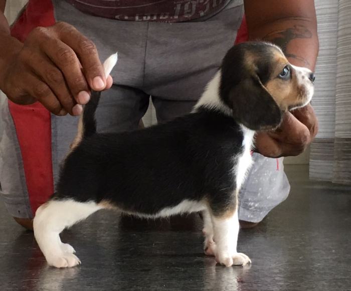 DogsIndia.com - Beagle - Sanram's Kennel