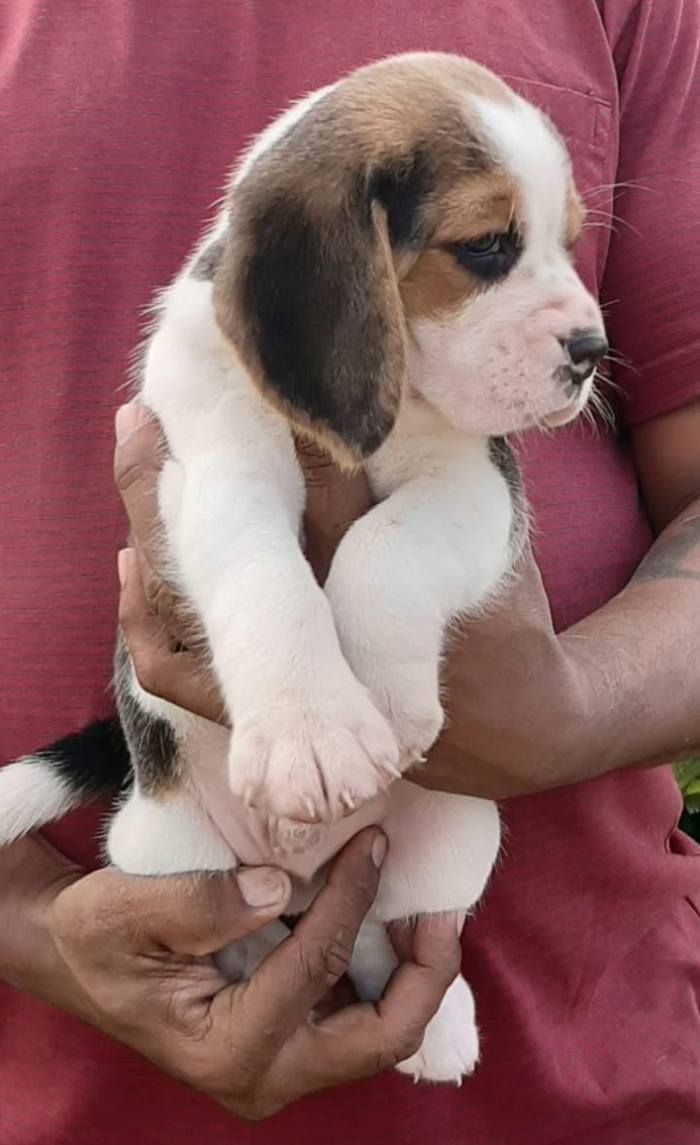 DogsIndia.com - Beagle - Sanrams