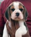 DogsIndia.com - Beagle - Sanrams