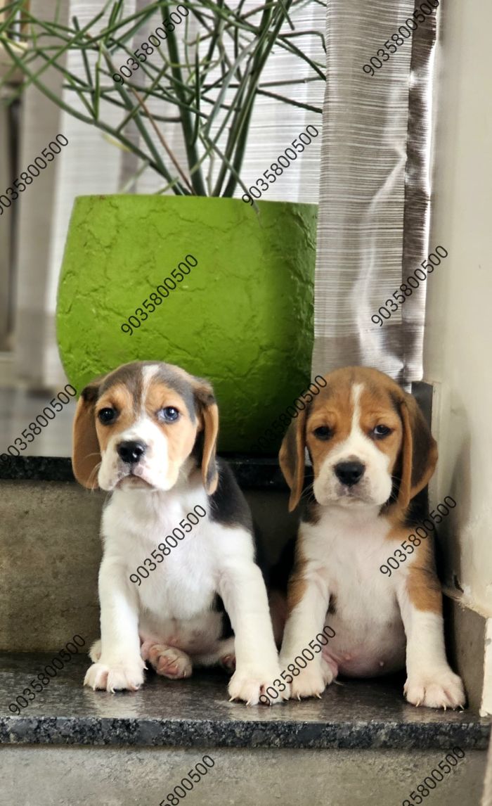 DogsIndia.com - Beagle - Sanrams