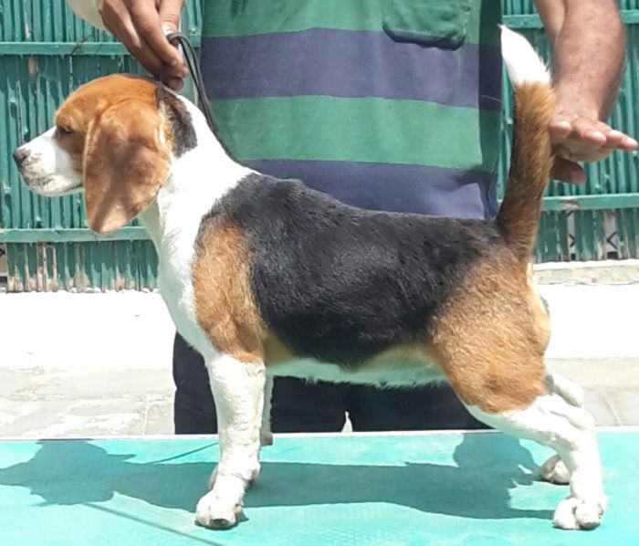 DogsIndia.com - Beagle - Shabir