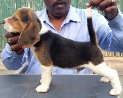 DogsIndia.com - Beagle - Shabir
