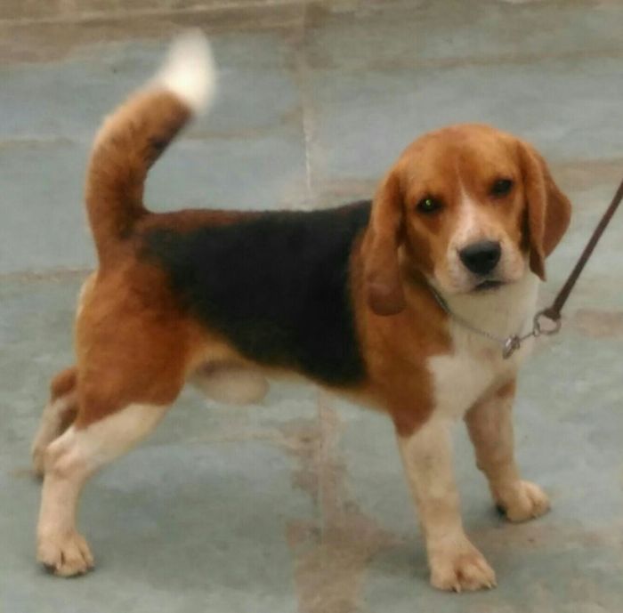 DogsIndia.com - Beagle - Shabir
