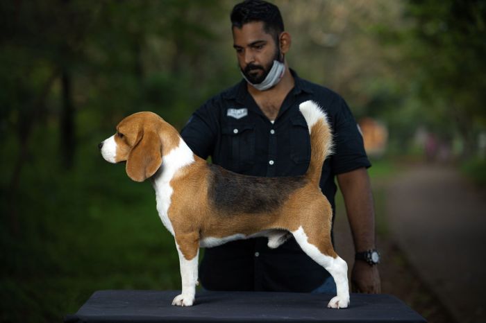 DogsIndia.com - Beagle - Rockford Beagles - Suhas