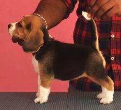 DogsIndia.com - Beagle - Rockford Beagles - Suhas Shetty