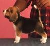 DogsIndia.com - Beagle - Rockford Beagles - Suhas Shetty
