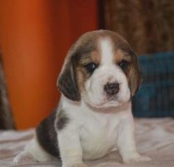 DogsIndia.com - Beagle - Rockford Beagles - Suhas