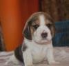 DogsIndia.com - Beagle - Rockford Beagles - Suhas