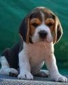 DogsIndia.com - Beagle - Rockford Beagles - Suhas