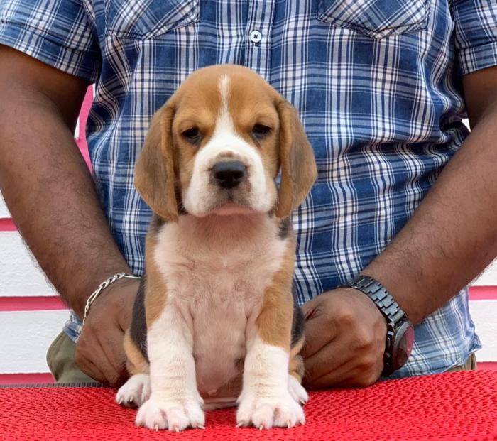 DogsIndia.com - Beagle - Rockford Beagles - Suhas