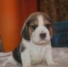 DogsIndia.com - Beagle - Rockford Beagles - Suhas