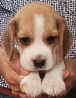DogsIndia.com - Beagle - Sumanth