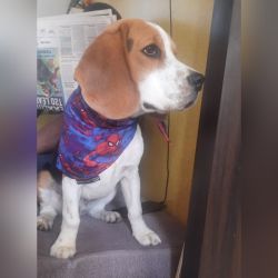 DogsIndia.com - Beagle - Surendran