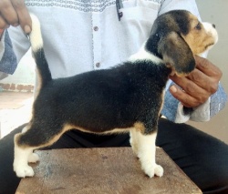 DogsIndia.com - Beagle - Umapathy