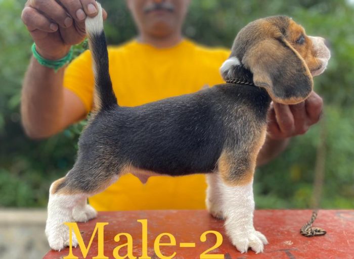 DogsIndia.com  Beagle  Umapathy