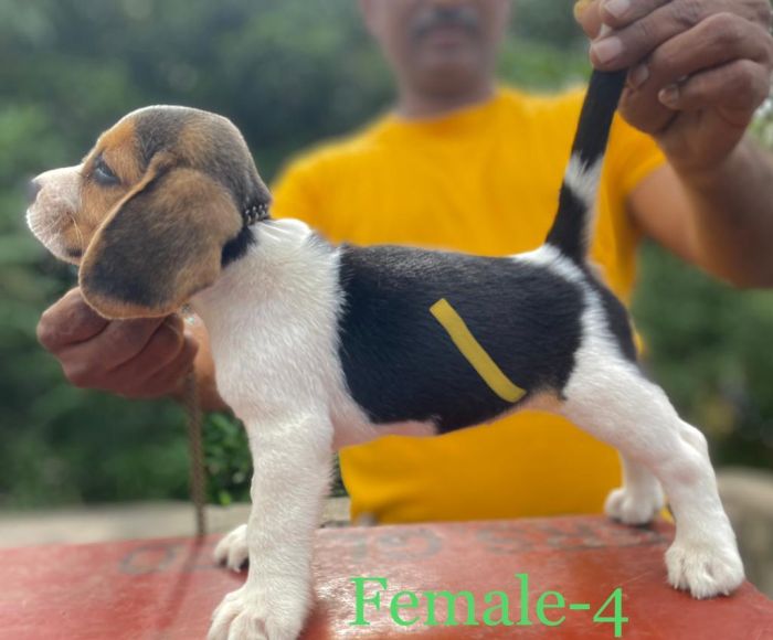 DogsIndia.com  Beagle  Umapathy