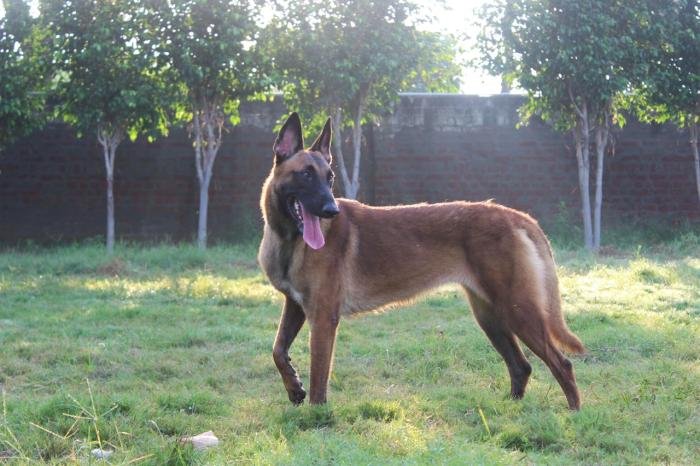DogsIndia.com - Belgian Malinois - Akshay Dagar