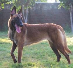 DogsIndia.com - Belgian Malinois - Akshay Dagar