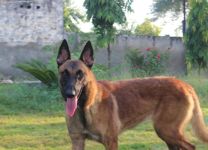 DogsIndia.com - Belgian Malinois - Akshay Dagar