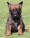 DogsIndia.com - Belgian Malinois - Akshay Dagar