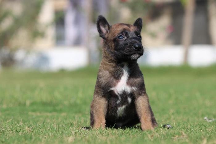 DogsIndia.com - Belgian Malinois - Akshay Dagar