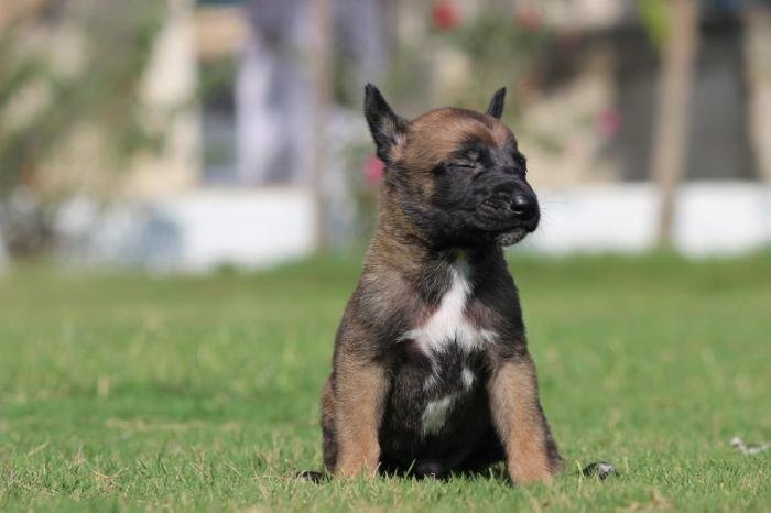 DogsIndia.com - Belgian Malinois - Akshay Dagar