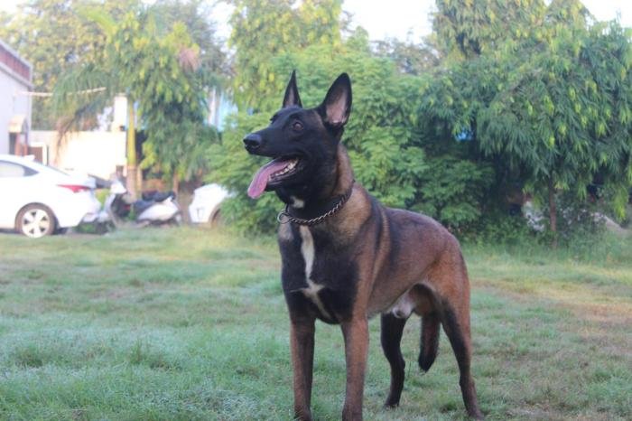 DogsIndia.com - Belgian Malinois - Akshay Dagar