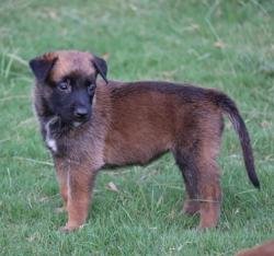DogsIndia.com - Belgian Malinois - Akshay Dagar