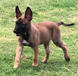 DogsIndia.com - Belgian Malinois - Akshay Dagar