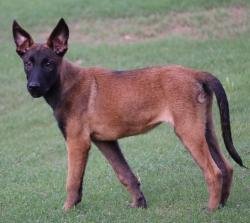DogsIndia.com - Belgian Malinois - Akshay Dagar